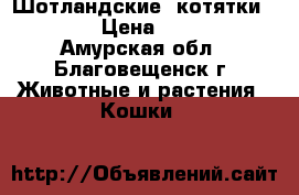 Шотландские  котятки!!!!!! › Цена ­ 5 000 - Амурская обл., Благовещенск г. Животные и растения » Кошки   